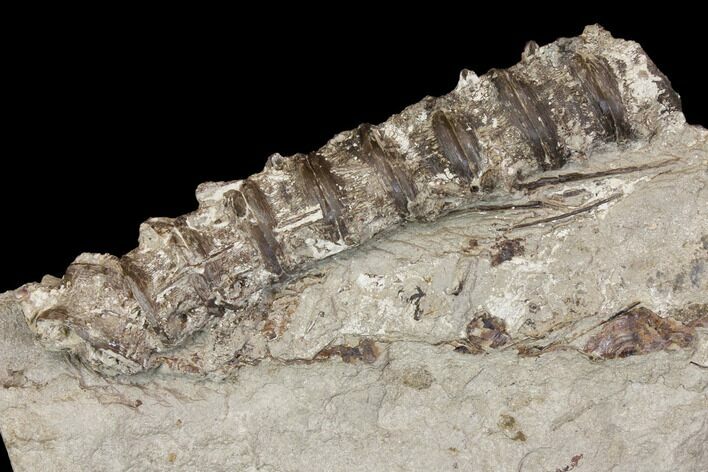 String Of Cretaceous Fossil Fish Vertebrae - Kansas #115078